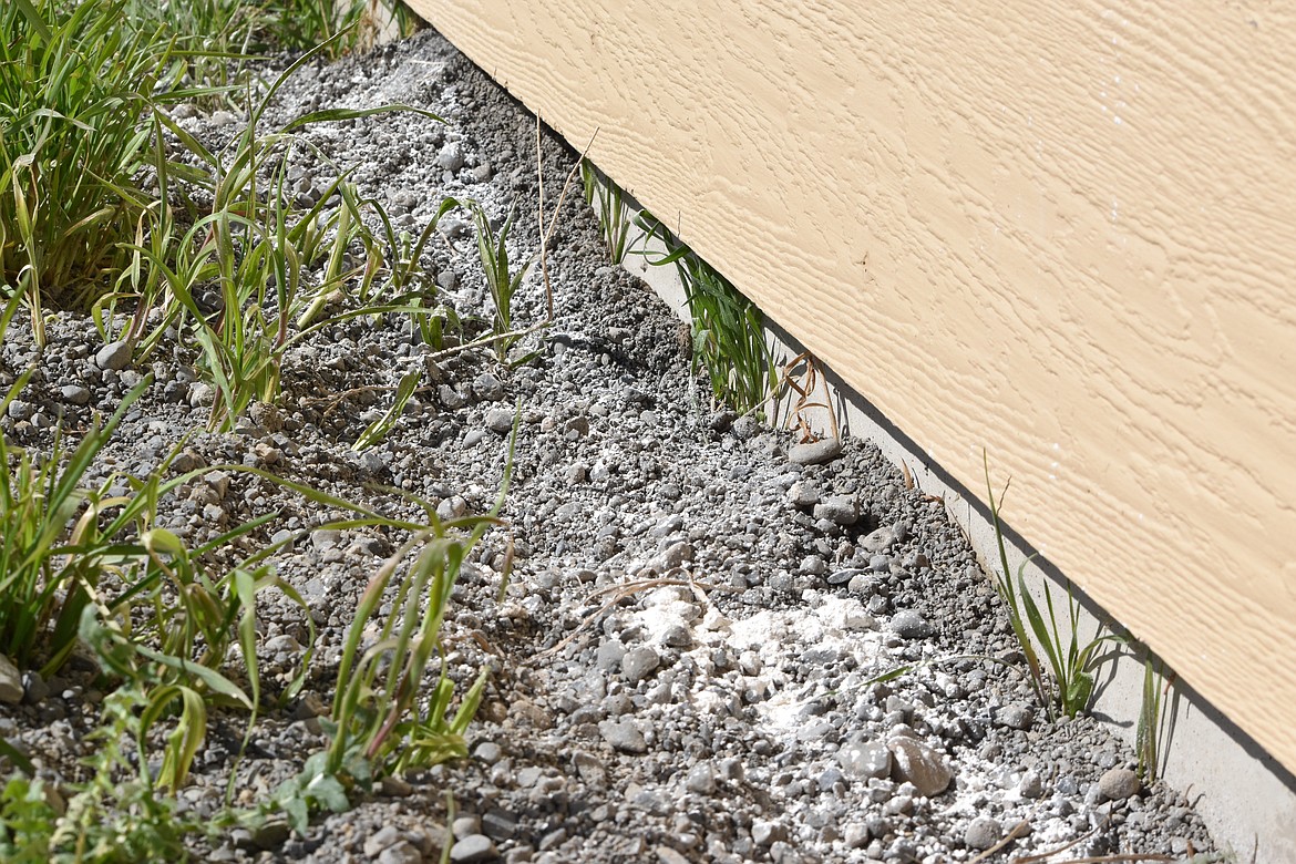 Diatomaceous Earth comes in a white powder, as pictured, that can be spread in various places around and inside a home to kill any insect that has an exoskeleton by drying them out.