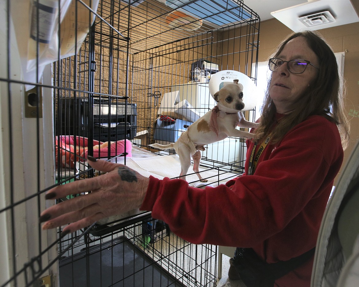 Kootenai Humane Society's Mary Powell checks on Elmer on Thursday.