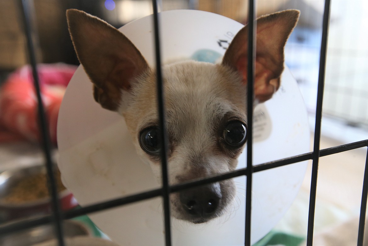 Elmer looks out from his kennel at the Kootenai Humane Society on Thursday.