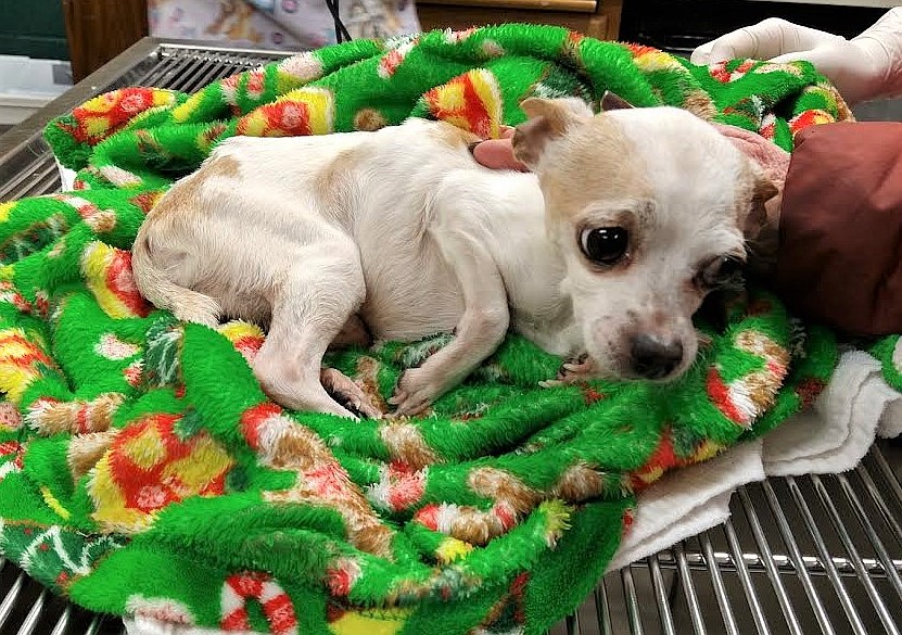 Photo courtesy Vicky Nelson
Elmer shortly after being brought to the Kootenai Humane Society.