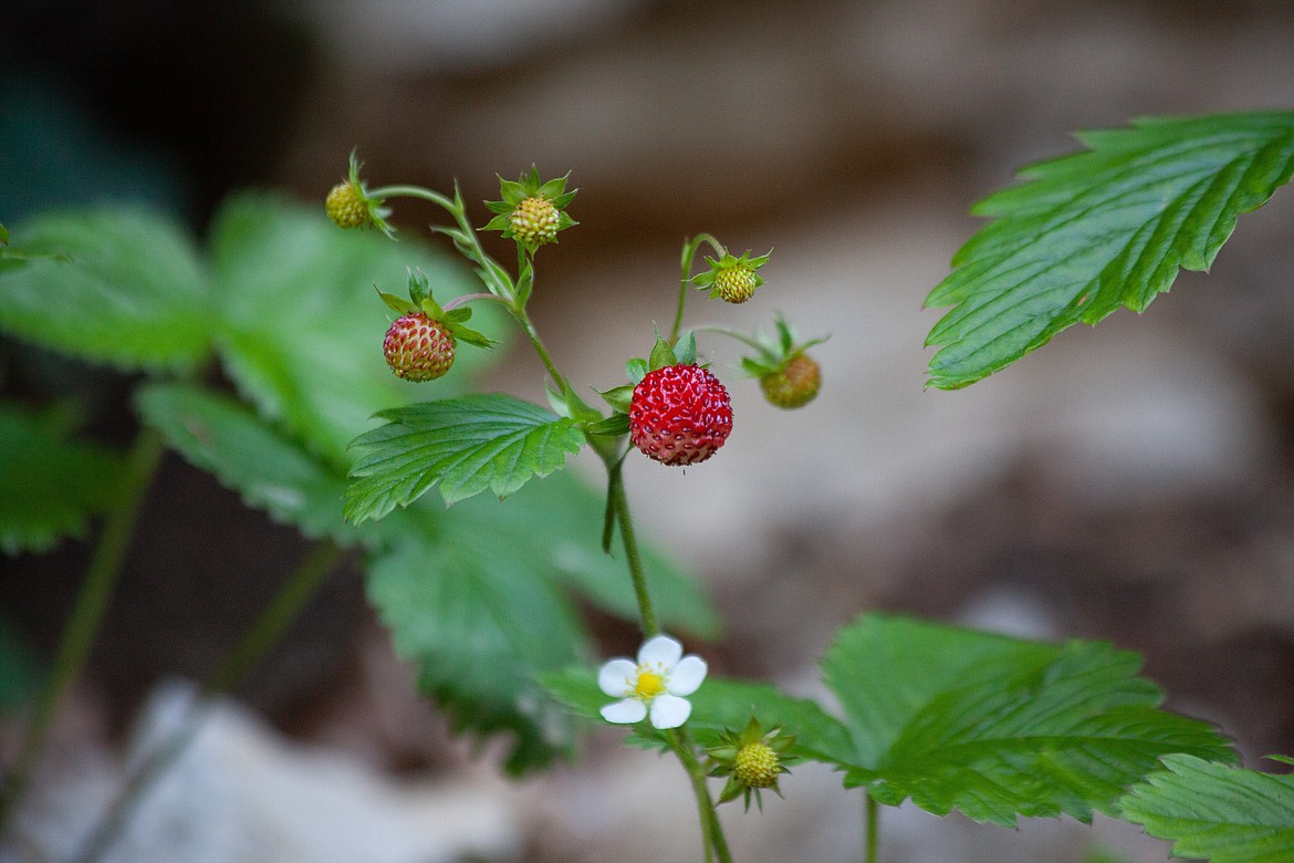 Among the options for native landscaping are fruit-bearers like Mountain ash, Serviceberry, Hawthorn, elderberry, wild raspberry, currant, Oregon grape, Thimbleberry, Sumac and groundcovers like Kinnikinnick, wild strawberry, pictured above, and Dewberry.
