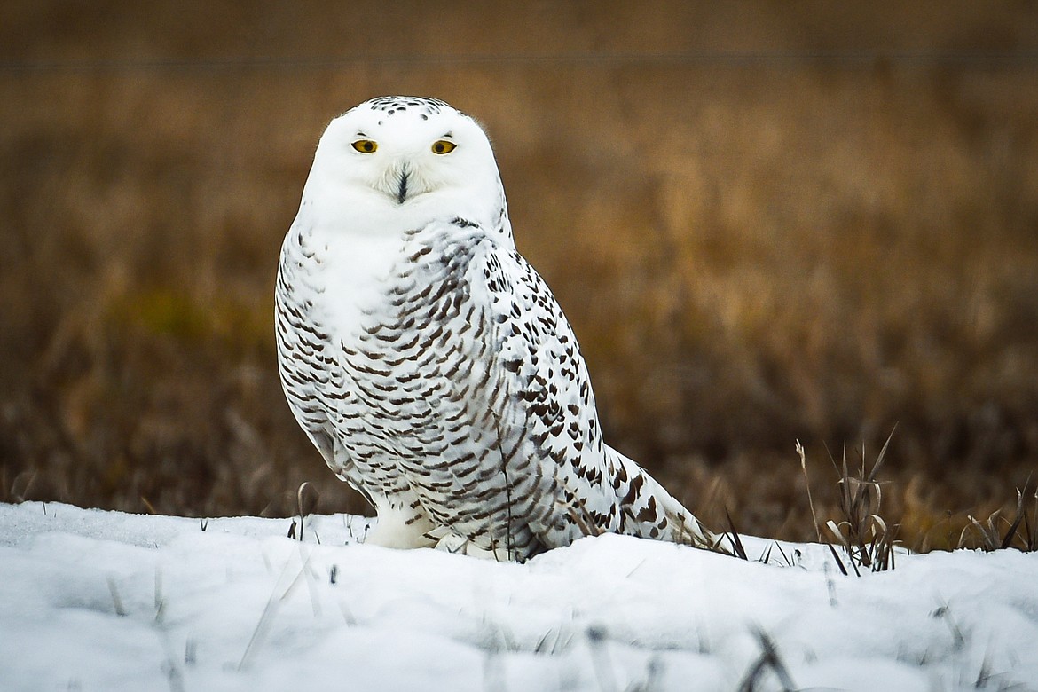 A snowy owl rests in a field near Somers on Friday, Feb. 18. (Casey Kreider/Daily Inter Lake)