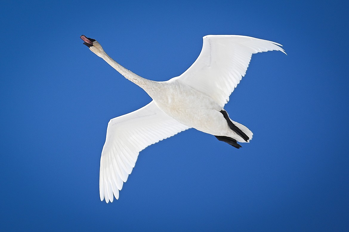 A trumpeter swan flies into Church Slough on the Flathead River on Wednesday, March 9.  (Casey Kreider/Daily Inter Lake)