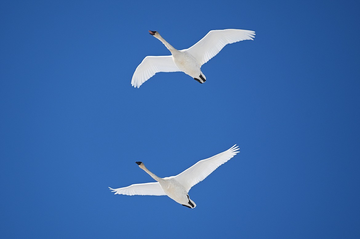 A pair of trumpeter swans fly into Church Slough on the Flathead River on Wednesday, March 9.  (Casey Kreider/Daily Inter Lake)