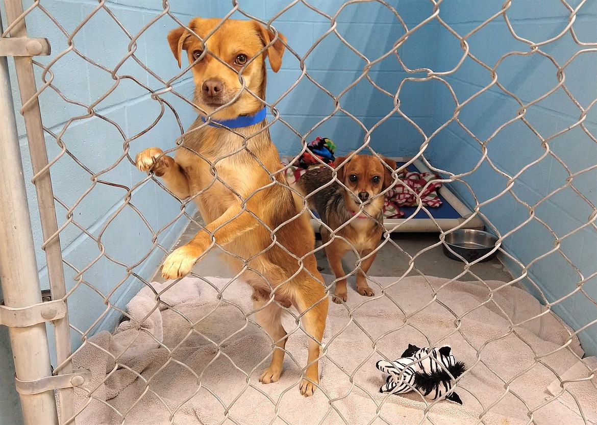 Two of the dogs from a hoarding situation in southern Idaho look out from their kennel at the Kootenai Humane Society on Monday.