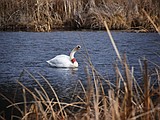 Swan K02 a wildlife management success story