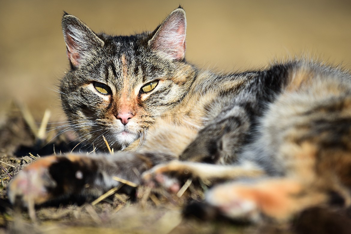 Sweet Pea, the family cat, finds a sunny spot to take a brief nap on the McIntyre farm in West Valley on Wednesday, March 23. (Casey Kreider/Daily Inter Lake)