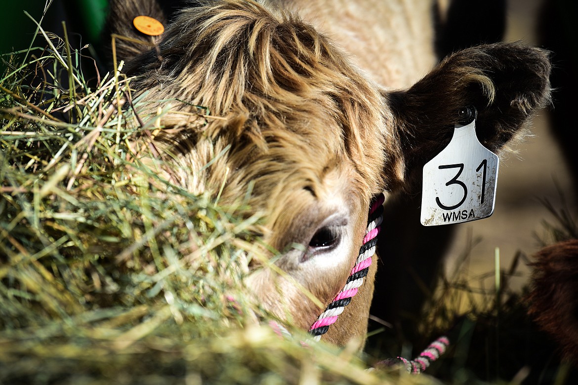 One of the McIntyre heifers named Wynonna, a Charolais and black Angus cross, feeds at a round bale feeder on the family farm in West Valley on Wednesday, March 23. (Casey Kreider/Daily Inter Lake)