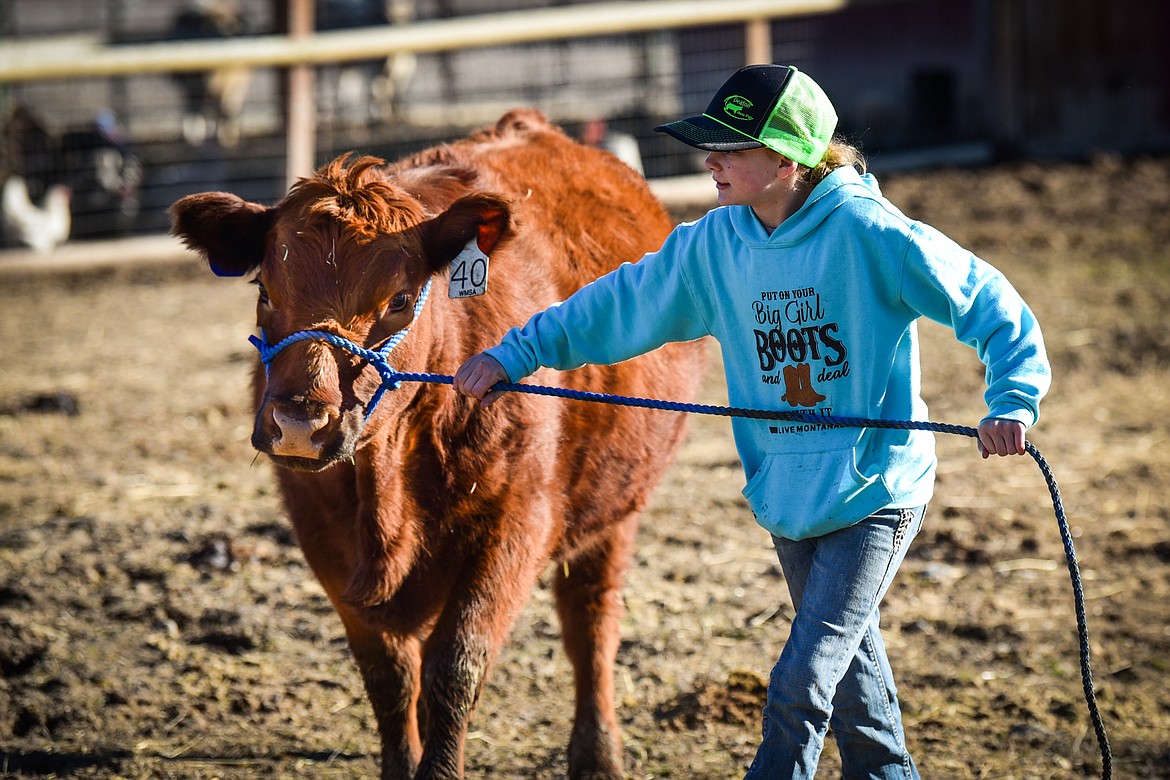 Cabella McIntyre leads one of the family's heifers named Loretta across the farm in West Valley on Wednesday, March 23. (Casey Kreider/Daily Inter Lake)