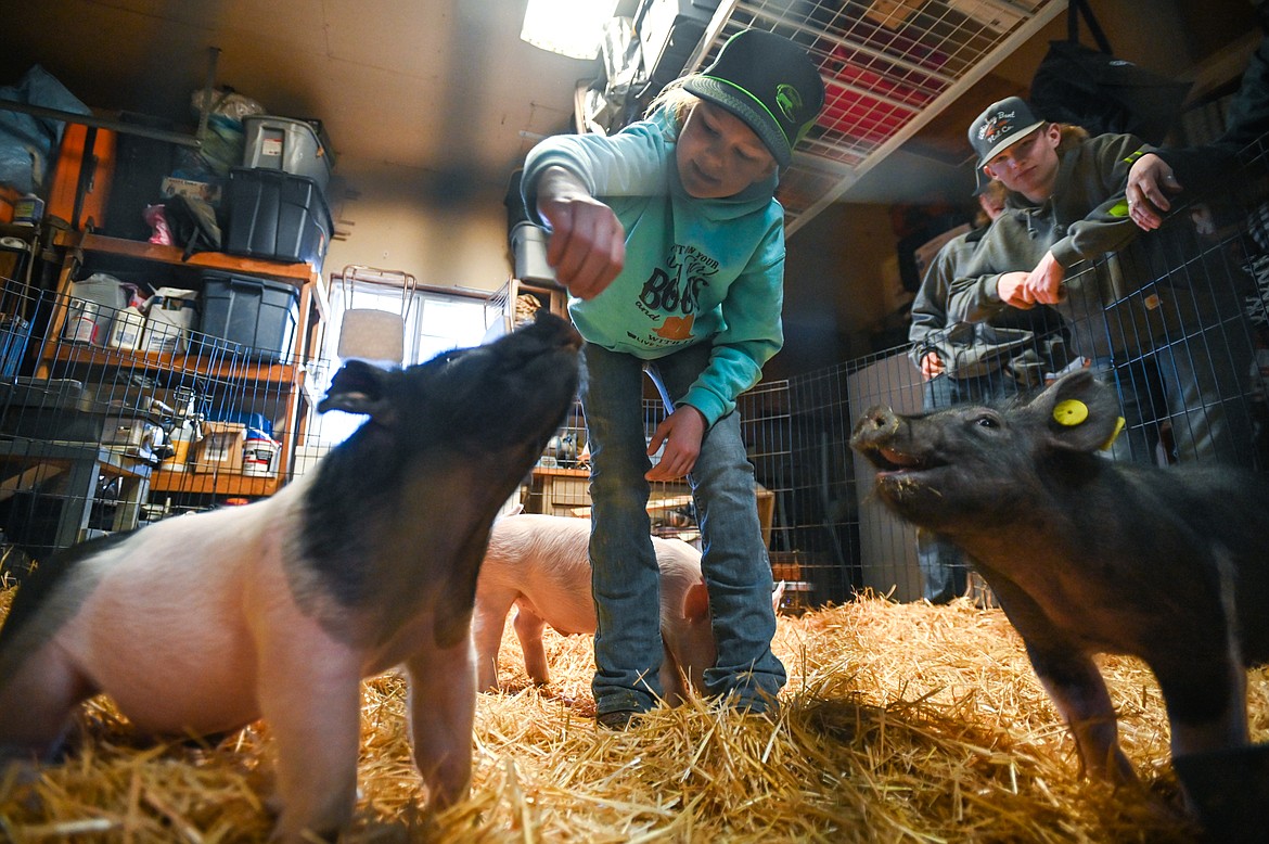 The McIntyres check on their piglets on the family's farm in West Valley on Wednesday, March 23. (Casey Kreider/Daily Inter Lake)