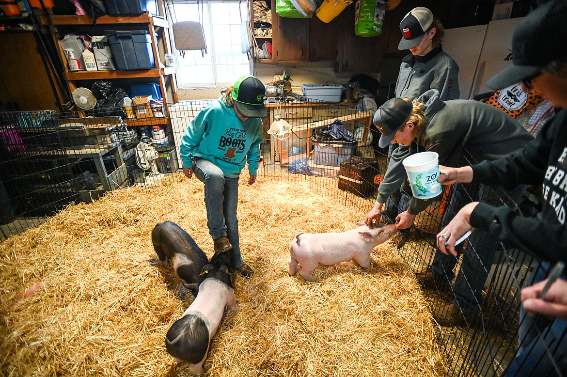 The McIntyres check on their piglets on the family's farm in West Valley on Wednesday, March 23. (Casey Kreider/Daily Inter Lake)