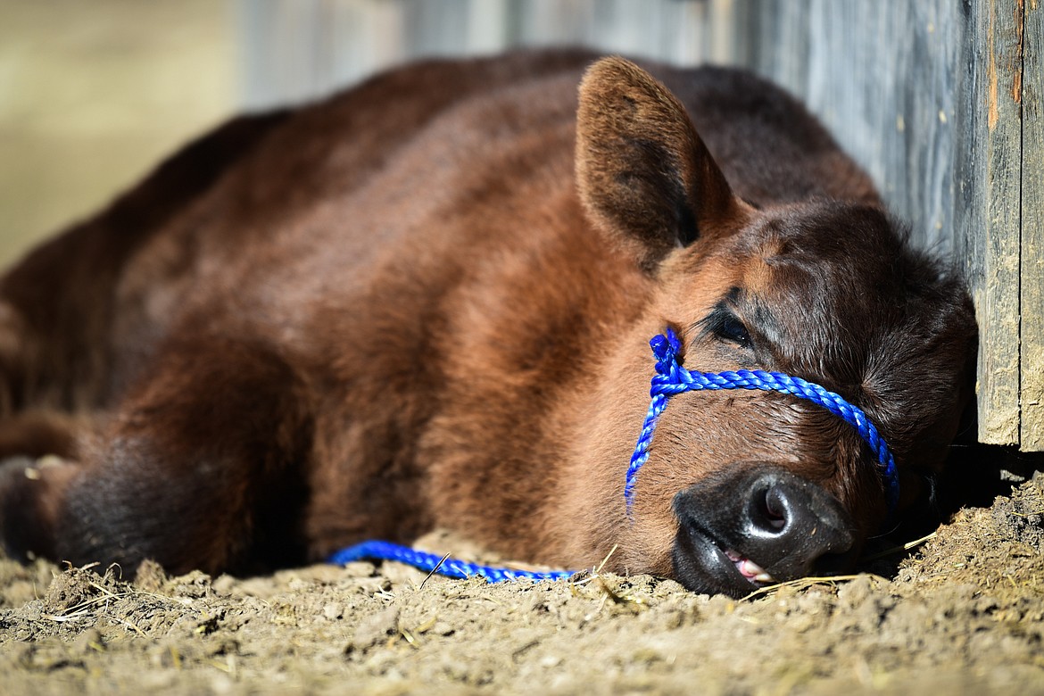 Garth, a five-week-old calf, takes a nap on the McIntyre farm in West Valley on Wednesday, March 23. (Casey Kreider/Daily Inter Lake)