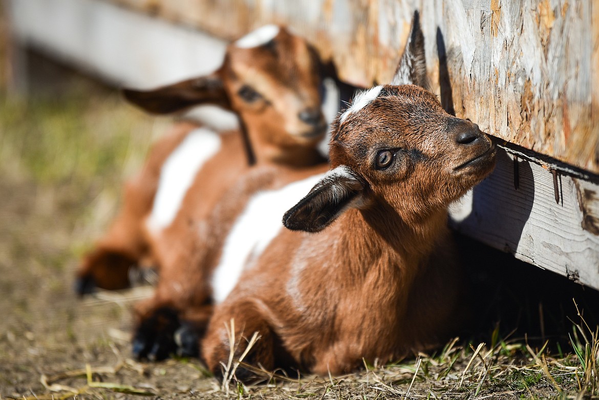 Two-week-old goats Gwen and Blake on the McIntyre farm in West Valley on Wednesday, March 23. (Casey Kreider/Daily Inter Lake)