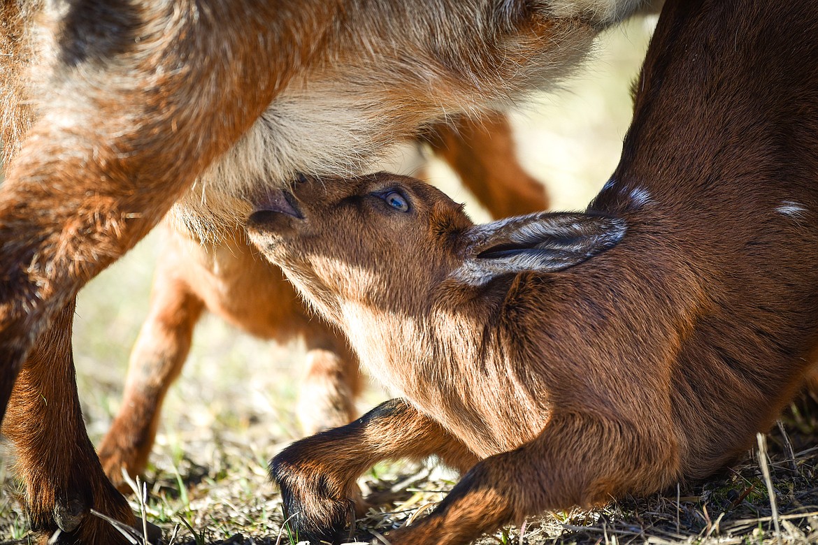One of the two-week-old goats nurses from its mother on the McIntyre farm in West Valley on Wednesday, March 23. (Casey Kreider/Daily Inter Lake)