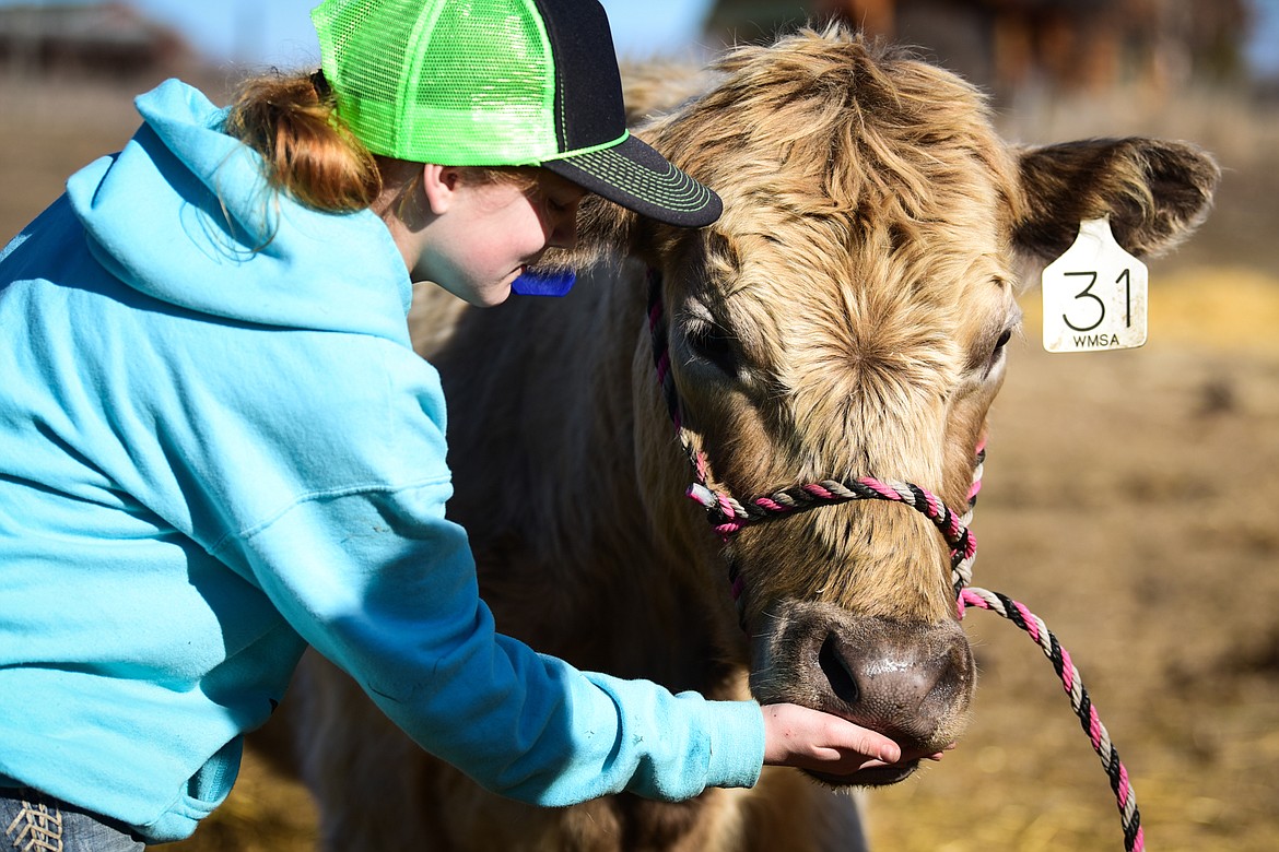 Cabella McIntyre feeds Winona a treat on the family farm in West Valley on Wednesday, March 23. (Casey Kreider/Daily Inter Lake)