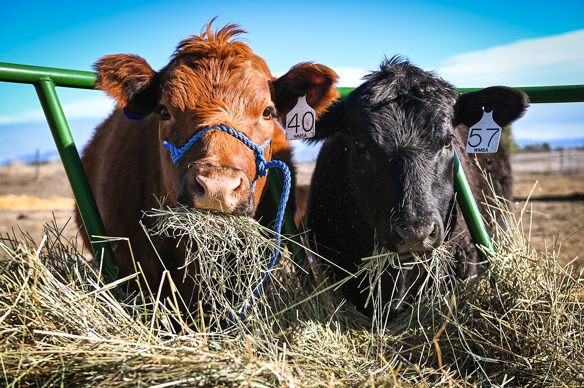 McIntyre heifers Loretta and Patsy feed at a round bale feeder on the family farm in West Valley on Wednesday, March 23. (Casey Kreider/Daily Inter Lake)