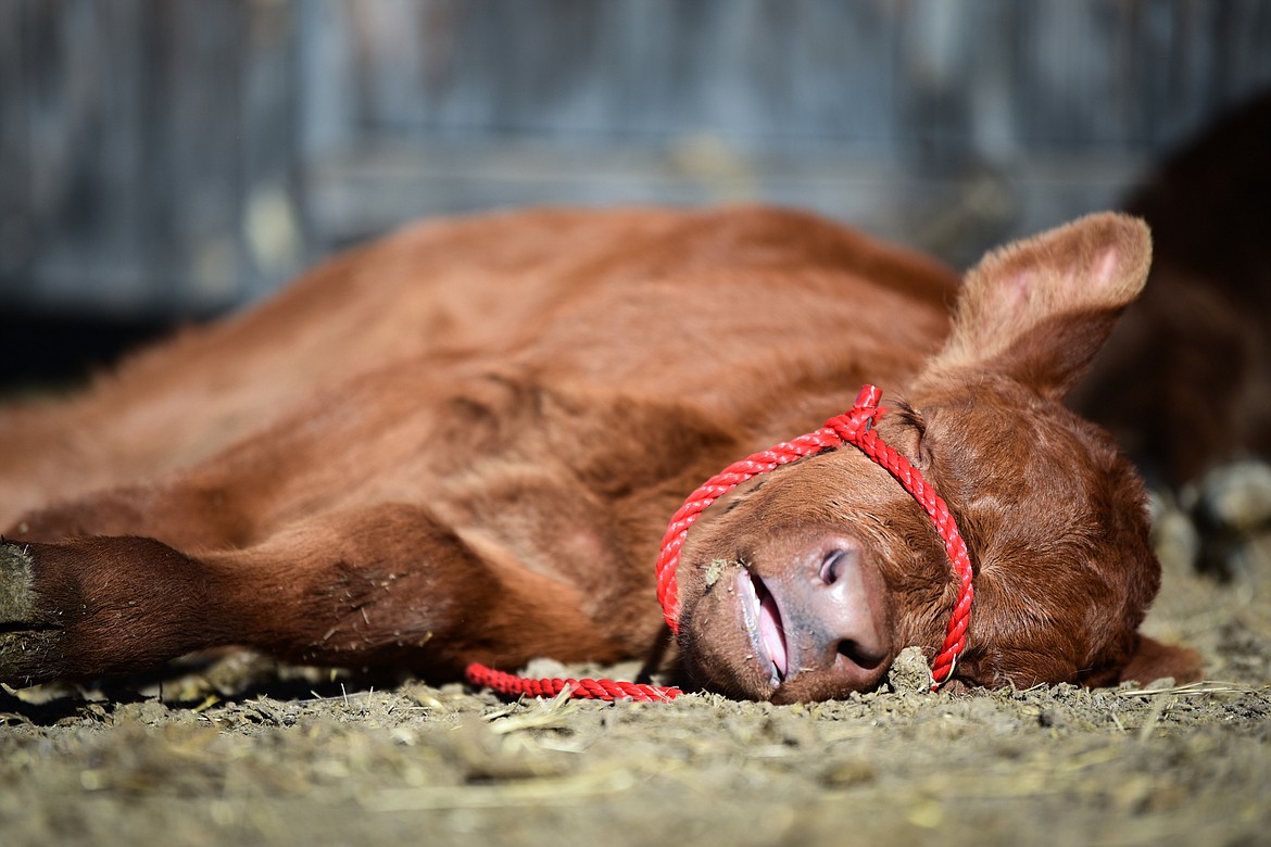 Randy, a three-week-old calf, takes a nap on the McIntyre farm in West Valley on Wednesday, March 23. (Casey Kreider/Daily Inter Lake)