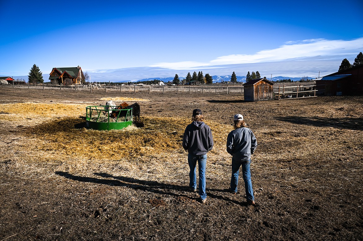 Twin brothers Tracen and Jayden McIntyre check on their heifers on the family farm in West Valley on Wednesday, March 23. (Casey Kreider/Daily Inter Lake)