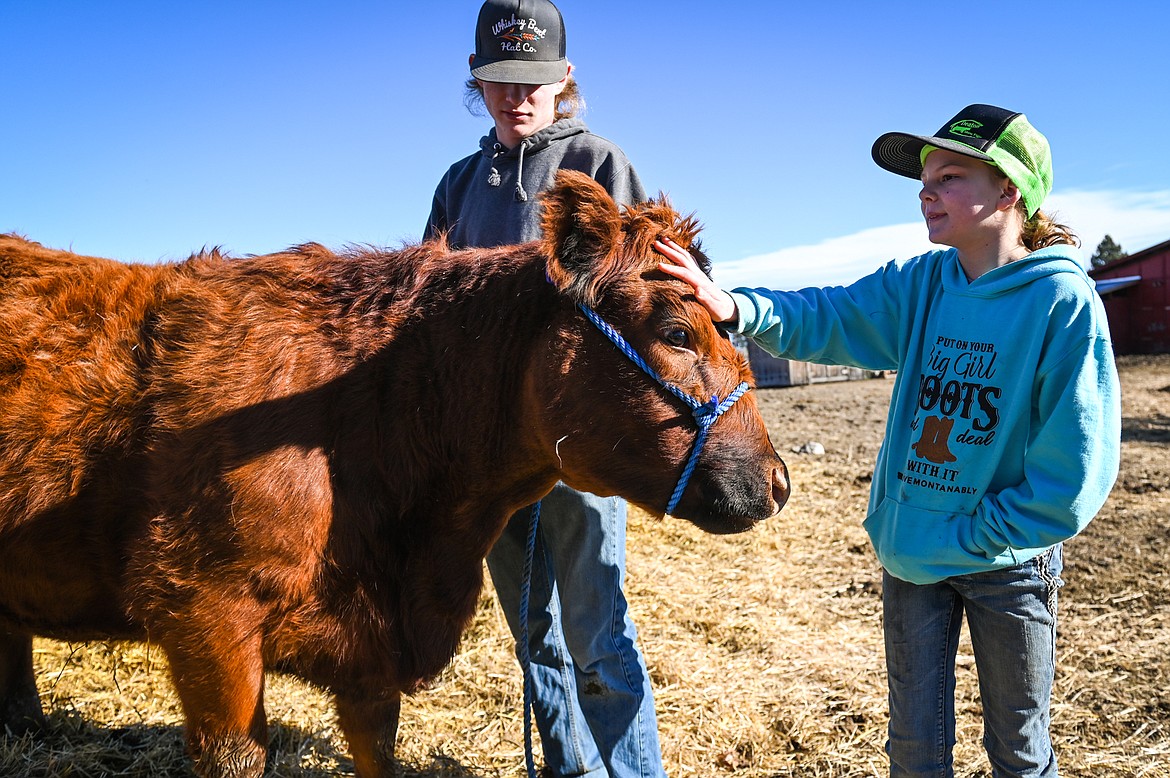 Tracen and Cabella McIntyre check on one of their heifers named Loretta on the family farm in West Valley on Wednesday, March 23. (Casey Kreider/Daily Inter Lake)