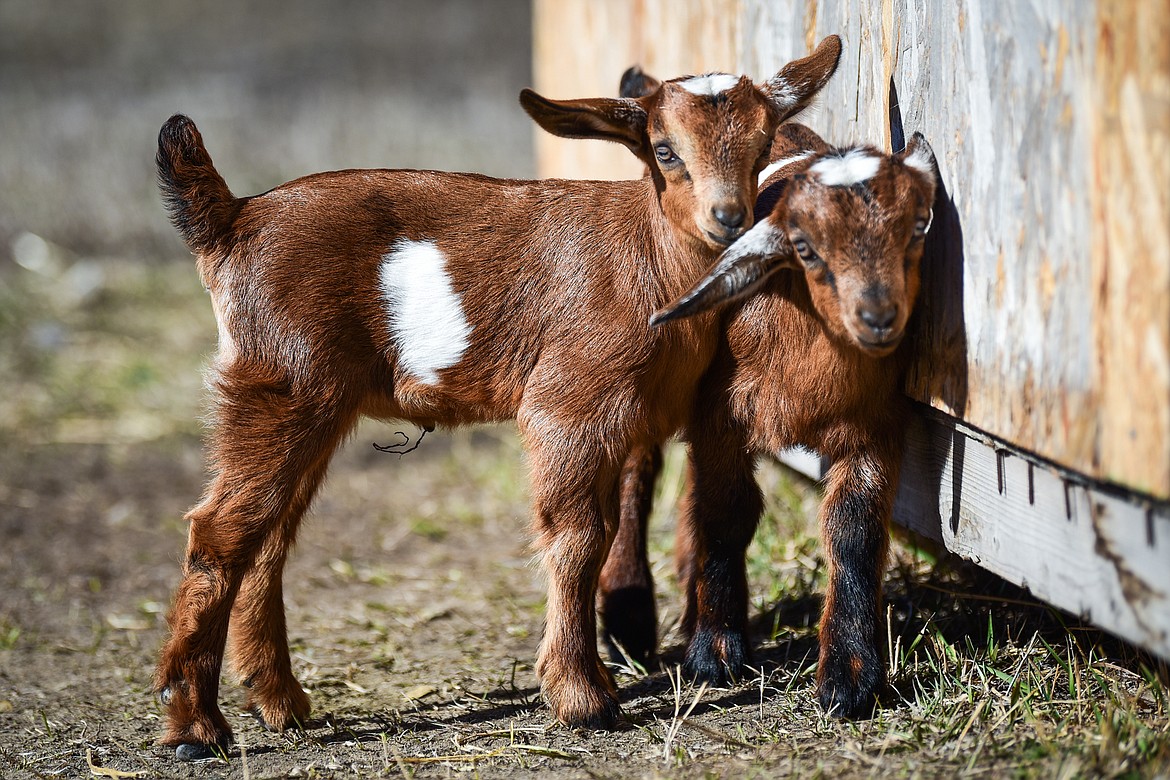Two-week-old goats Gwen and Blake on the McIntyre farm in West Valley on Wednesday, March 23. (Casey Kreider/Daily Inter Lake)