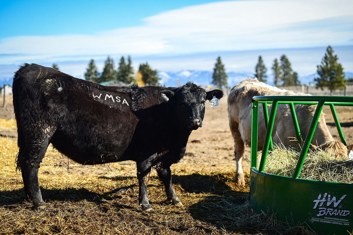 McIntyre heifers Patsy, left, and Wynonna feed at a round bale feeder on the family farm in West Valley on Wednesday, March 23. Patsy displays a Western Montana Stockman's Association freeze brand, which uses dry ice instead of heat. (Casey Kreider/Daily Inter Lake)