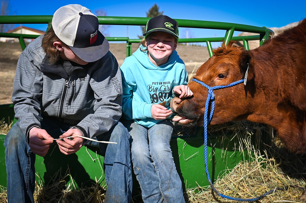 Cabella McIntyre laughs as one of the family's heifers, Loretta, repeatedly nudges her for more treats as she and her brother Jayden sit on a round bale feeder on Wednesday, March 23. (Casey Kreider/Daily Inter Lake)