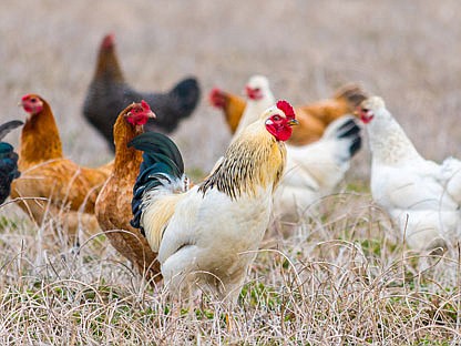 Chicken owners should take extra care of their birds during their annual molt.