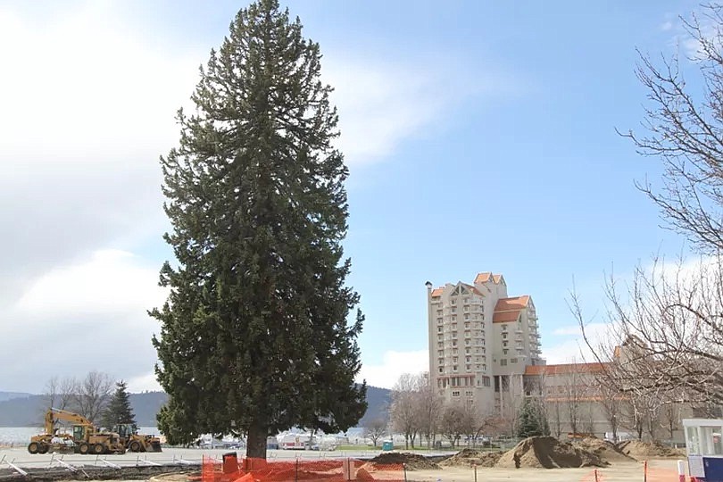 Duane Rasmussen photos
The Freedom Tree was felled nine years ago this week as part of the McEuen Park overhaul.