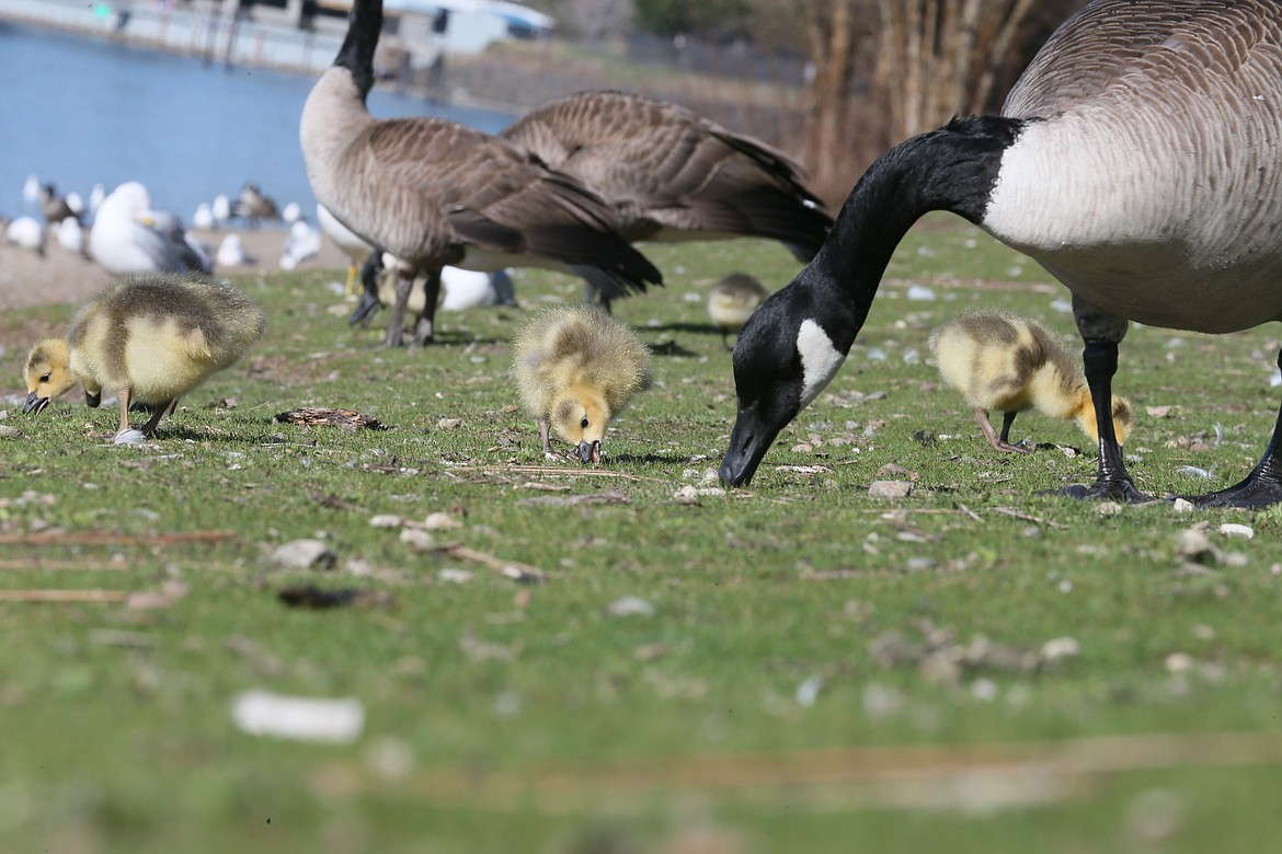 A mama Canada goose and her goslings enjoy a late Tuesday afternoon snack on the beach by North Idaho College.