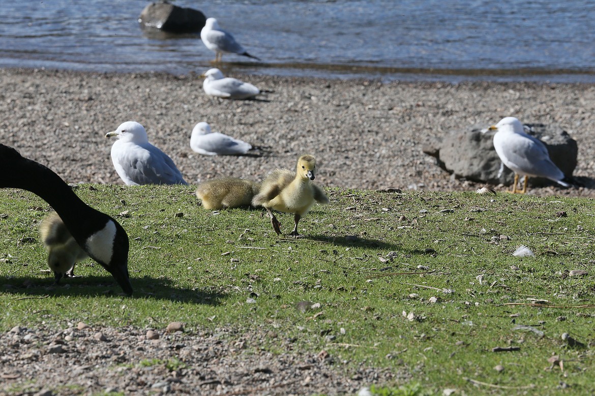 A Canada gosling opens his little wings on the North Idaho College beach on Tuesday.