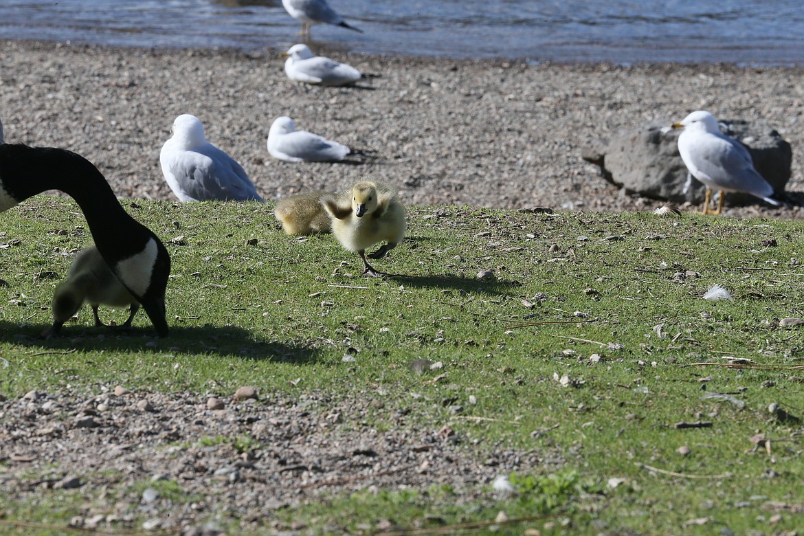 A baby goose spreads his wings.