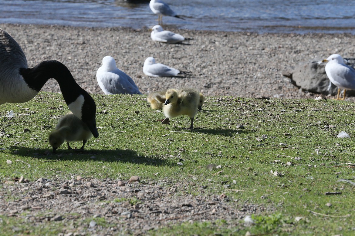 A little gosling opens his mighty wings.