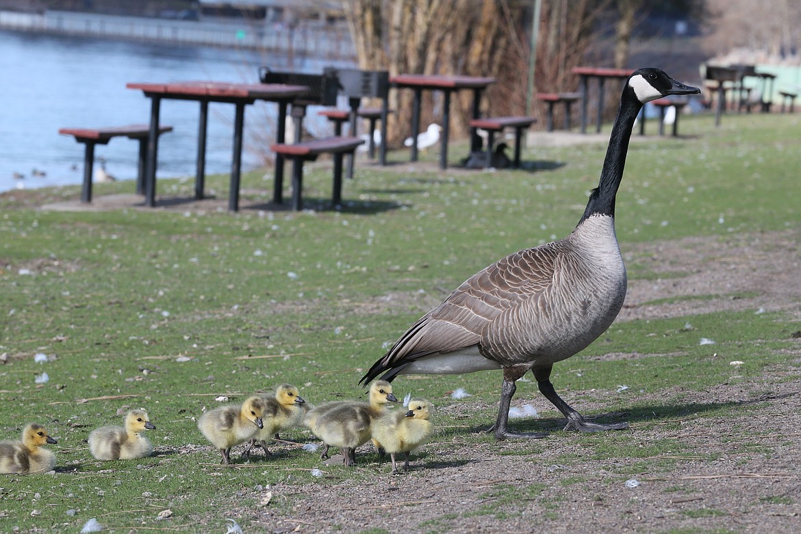 A mother goose leads her goslings up the grass on Tuesday.