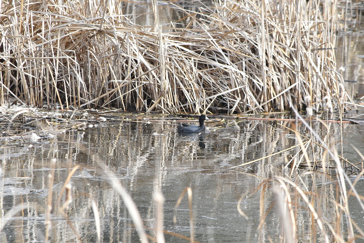 Not far from Marsh Unit 1, in the Columbia National Wildlife Refuge, a duck enjoys the habitat the area has to offer.