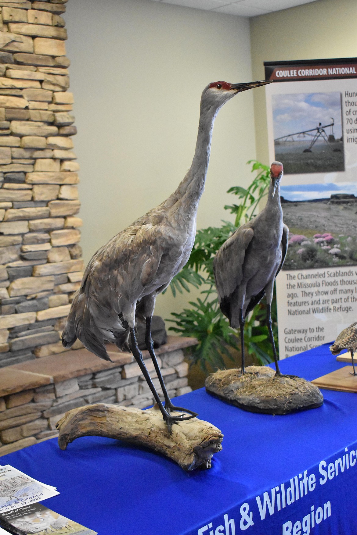 Taxidermied cranes were displayed at the Othello Community Museum during the Sandhill Crane Festival March 25-27. Photographers were asked not to get physically near the live birds because that can be disruptive to the birds.