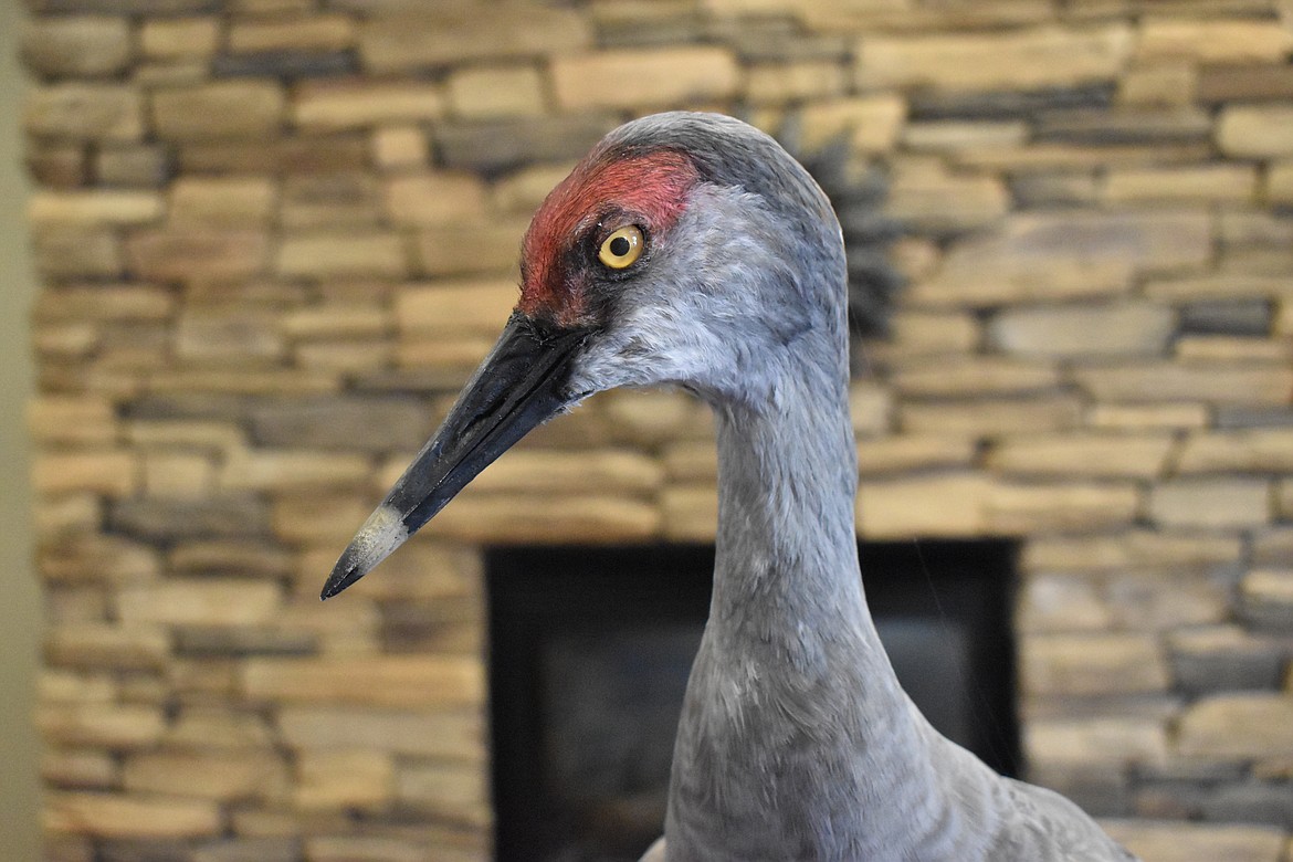 The Taxidermied cranes displayed at the Othello Community Museum during the Sandhill Crane Festival showed visitors what the cranes looked like close up.