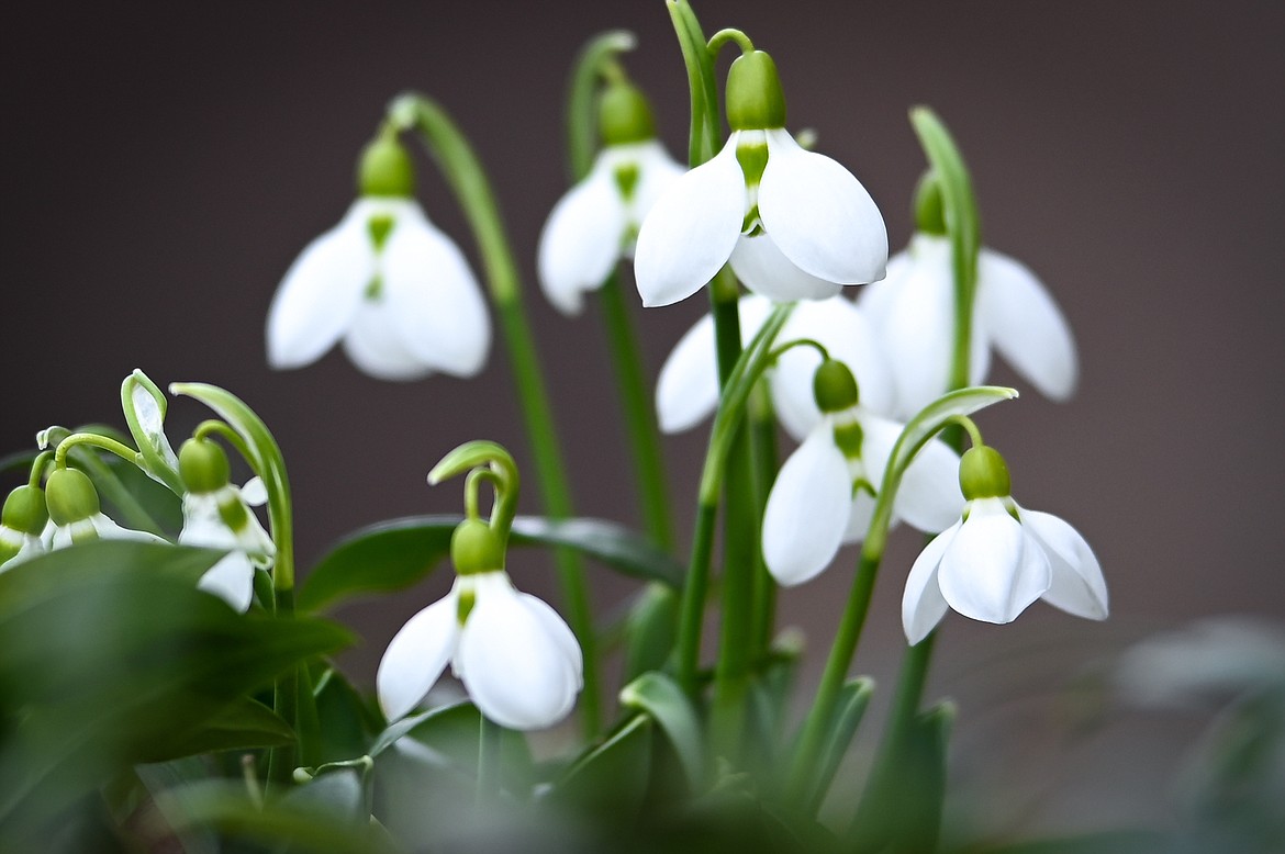 Snowdrops push through the softening soil in Kalispell. (Casey Kreider/Daily Inter Lake)