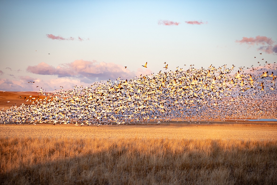 In a matter of seconds, a flock of snow geese take flight at sunrise. (JP Edge photo)