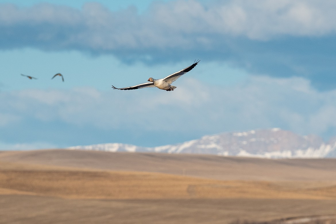 A snow goose flys over Freezout Lake, on the eastern Rocky Mountain Front. (JP Edge photo)