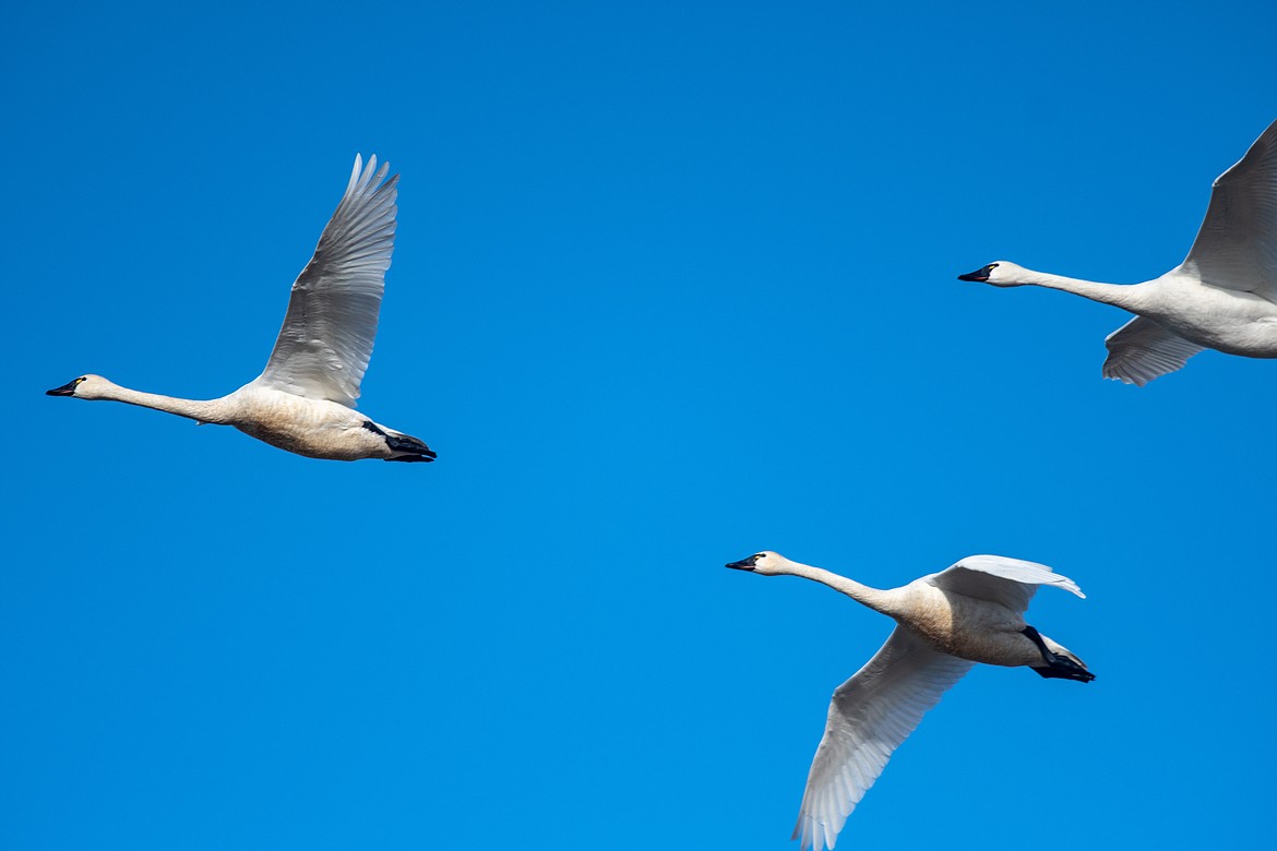 Tundra Swans fly over Freezout Lake. (JP Edge photo)