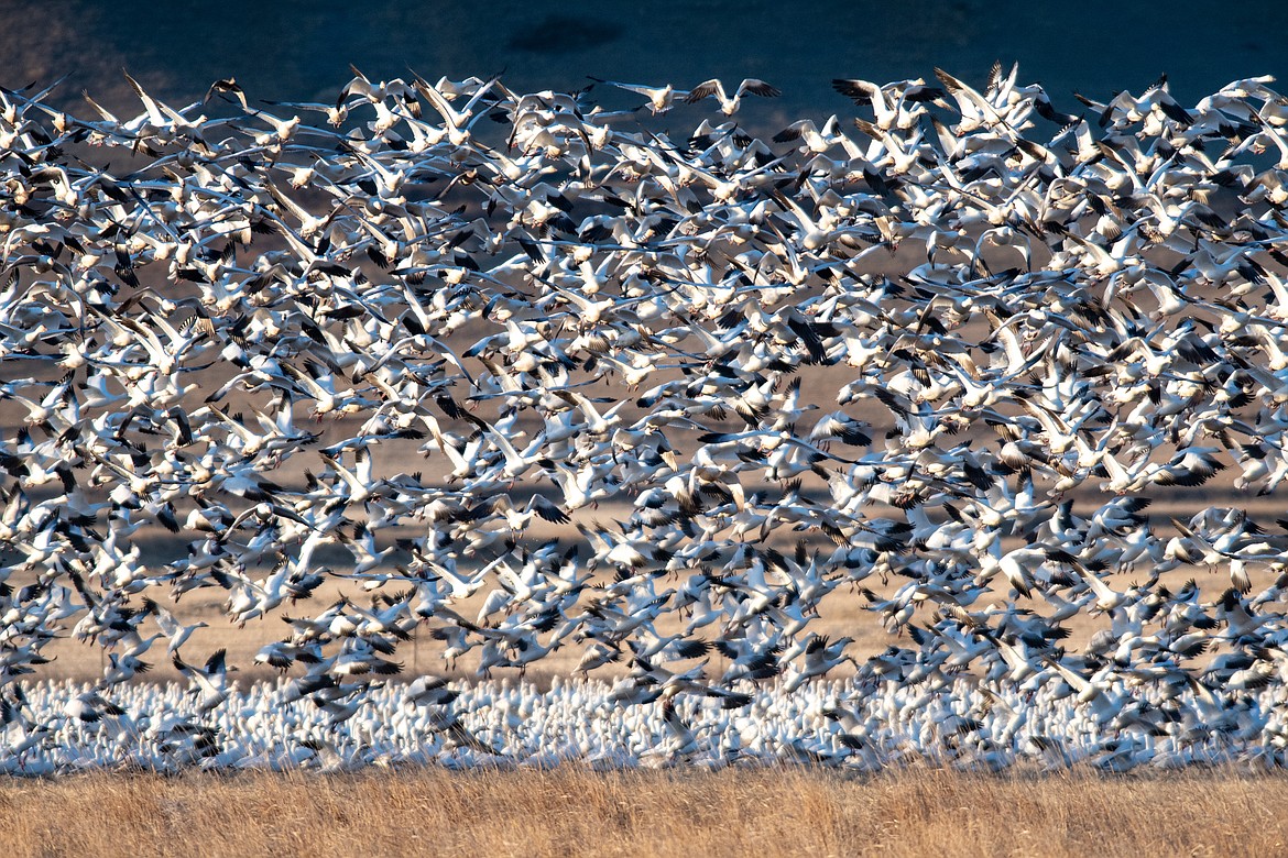 Snow geese migration at Freezout Lake near Choteau. (JP Edge photo)