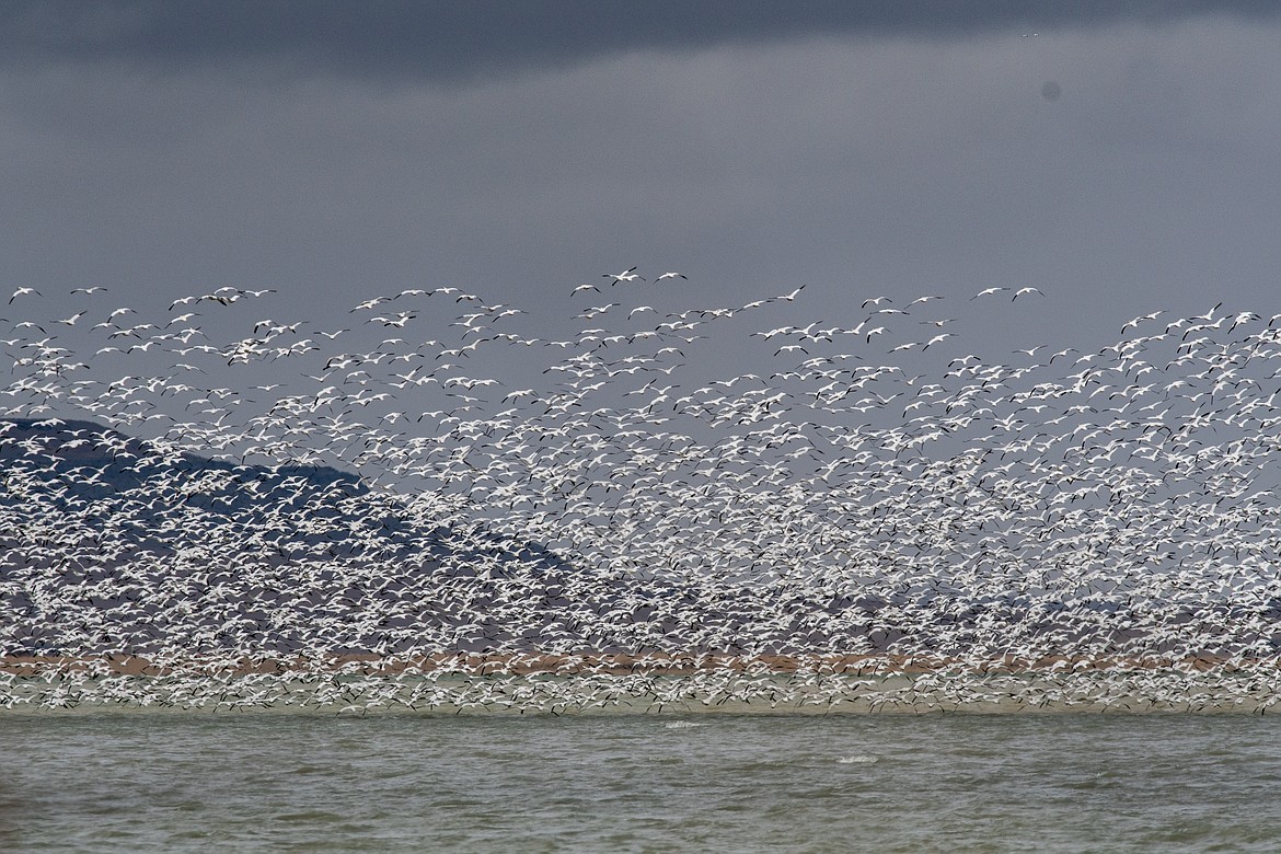 Snow geese take off from the Freezout Lake on a windy day. (JP Edge photo)