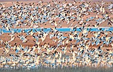 A Blizzard of Birds: Snow geese return by thousands to Freezout Lake