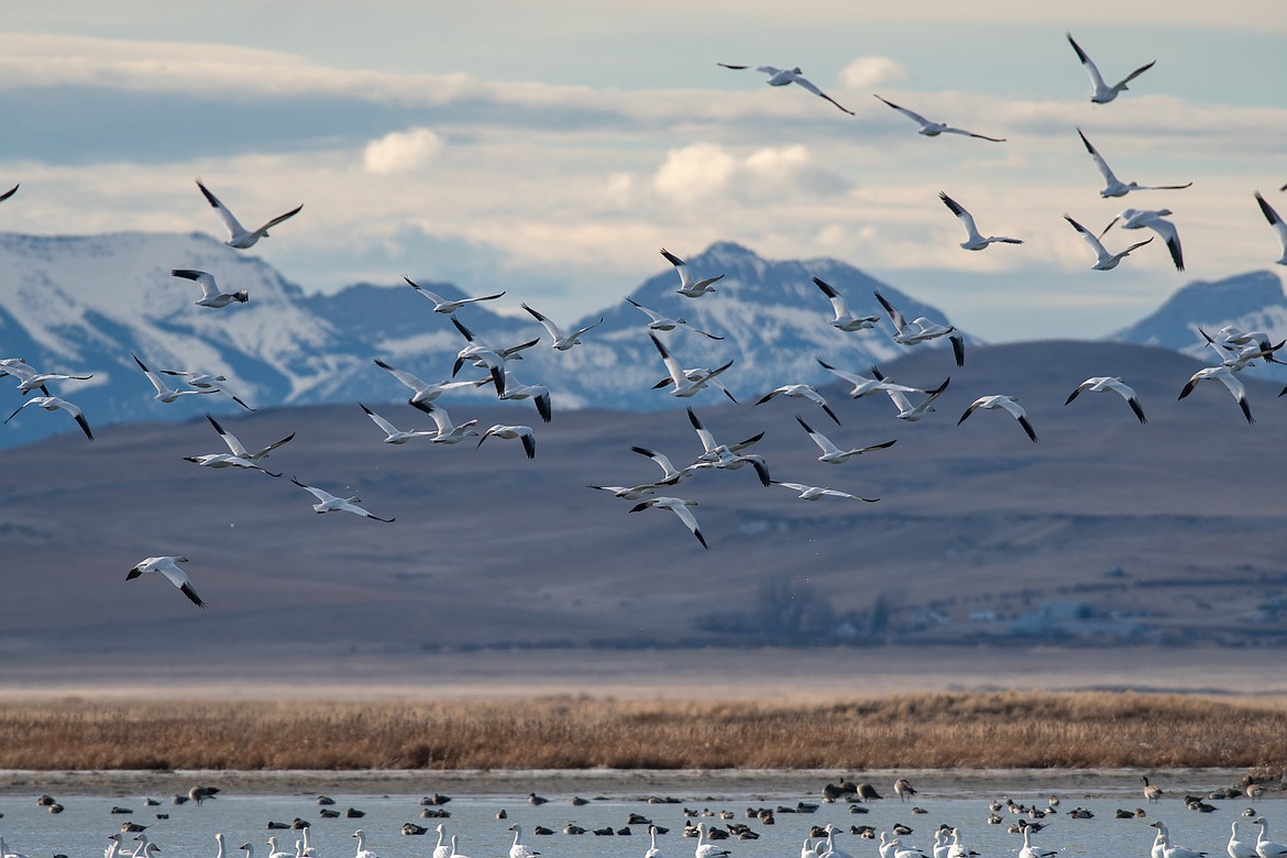 Snow geese land at Freezout Lake while migrating north. (JP Edge photo)