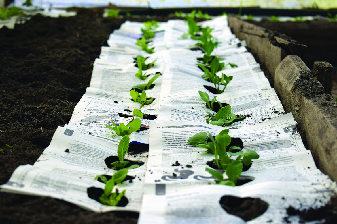 Need old newspapers for your garden? Bonner County Daily Bee