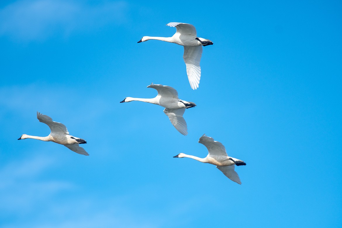 Snow geese migration at Freezeout Lake. (JP Edge/Hungry Horse News)