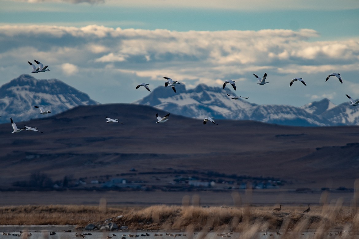 Snow geese land at Freezout Lake while migrating north. (JP Edge/Hungry Horse News)