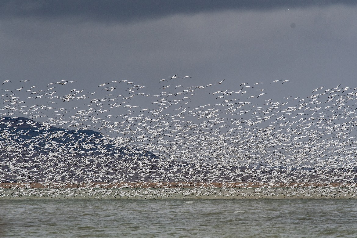 Snow geese take off from the water on a windy day. (JP Edge/Hungry Horse News)