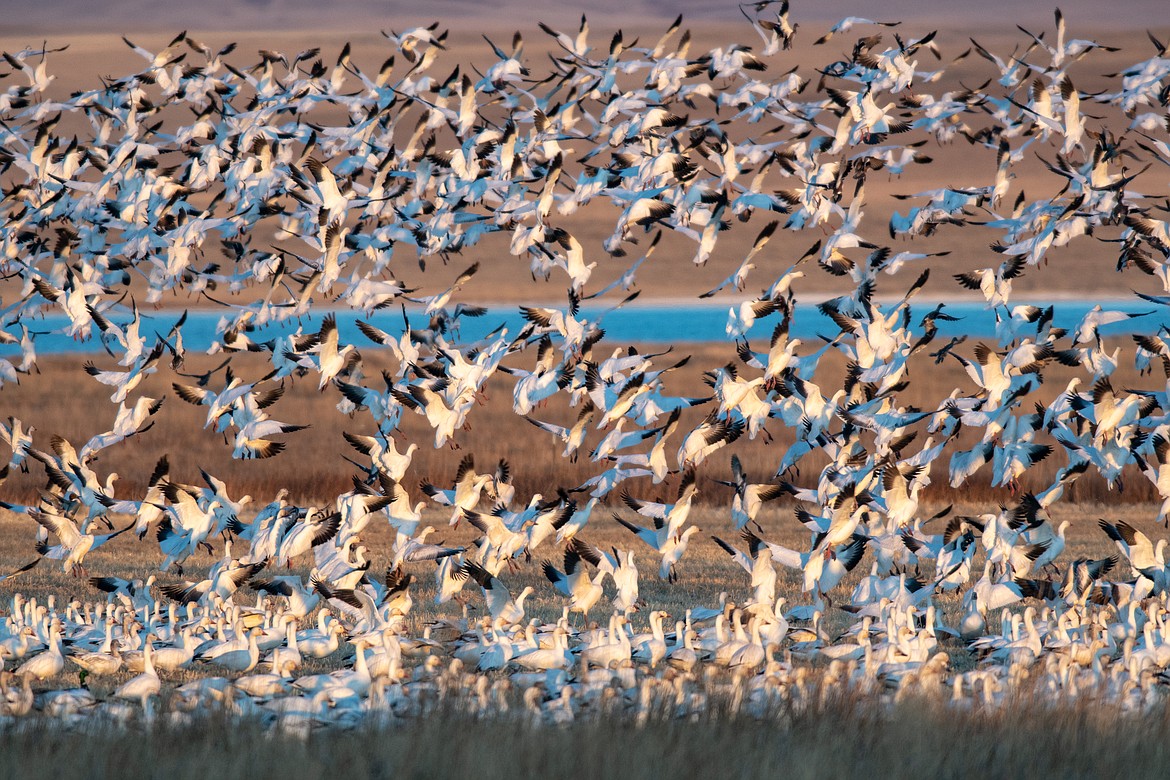 Snow geese migration at Freezeout Lake. (JP Edge/Hungry Horse News)