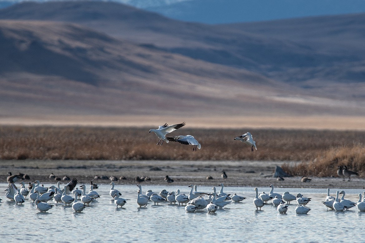 Snow geese land at Freezout Lake last week. (JP Edge/Hungry Horse News)